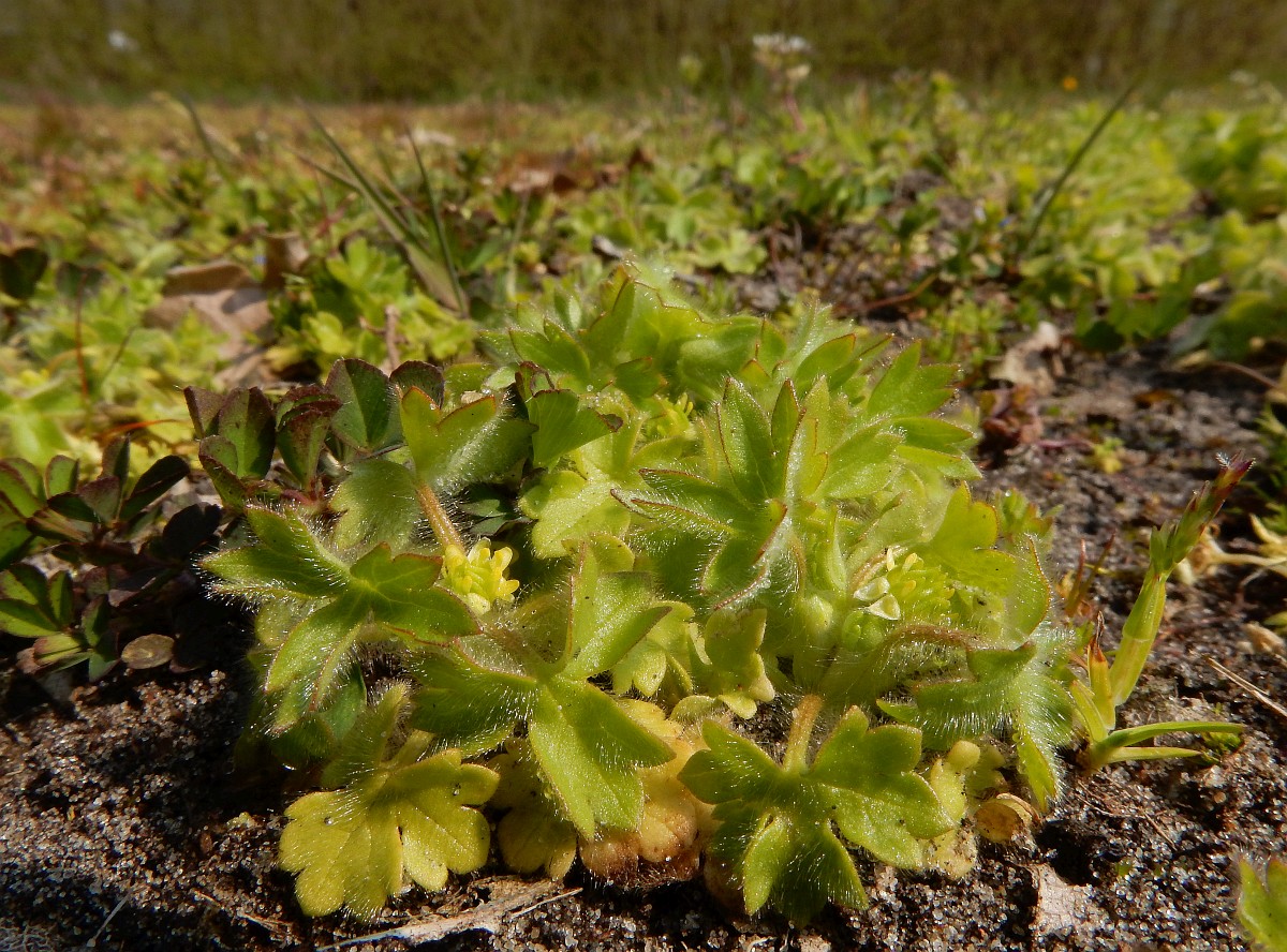 Ranunculus parviflorus